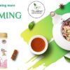 Tifusion Slimming Healthy Green Tea for with Garcinia, Cinnamon, Ginger, Ashwagandha, Tulsi | Natural Herbal Whole Loose Leaf With Herbs - Thumbnail Image 4